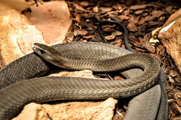 Black mamba snake