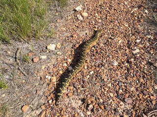 Puff adder snake (Bitis arietans)