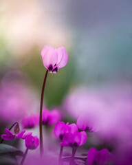 Fototapeta na wymiar Macro of a single pink Cyclamen flower against colorful, soft, blurred background with light. Soft focus and shallow depth of field. Other pink flowers in the foreground