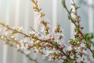 white cherry blossoms on the sky background, young spring tree branches