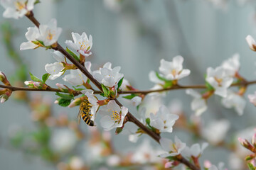spring blooming chips, cherry blossoms and bees