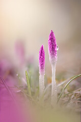 Macro of two pink unopened spring crocuses covered with dew drops. Shallow depth of field with soft focus, bur and bokeh