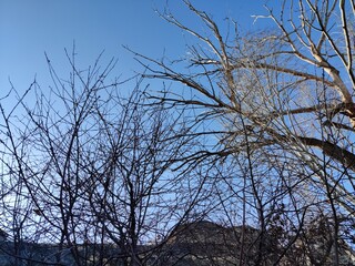 books sidewalk tree sky tree branches