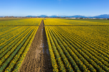 Aerial View of Rows of Daffodils Growing in the Skagit Valley, Washington. Stunning graphic presentation of yellow daffodil flowers in rows of farmed flowers making interesting patterns overhead.