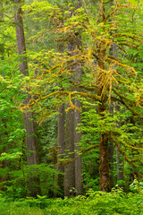 USA, Washington State, Gifford Pinchot National Forest. Big leaf maple tree scenic.