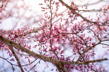 Pink Spring Flower Blossoms