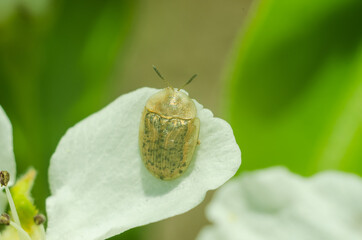 Shiny spotted bug on a white petal in spring, beauty of nature