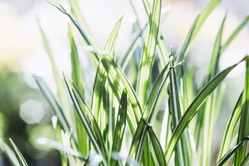 Brin d'herbe de fleurs de crocus dans la lumière du soleil