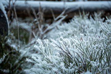 Closeup of hoartfrost on the branches of blueberries. December in Tatra Mountains, Poland. Selective focus on the plant, blurred background.