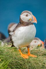 Rookery of North Atlantic puffins at Faroe island Mykines, late summer time, closeup, details