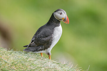 Rookery of North Atlantic puffins at Faroe island Mykines, late summer time, closeup, details