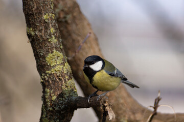 City birds titmouse, sparrows perching on tree branches in the park.