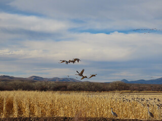 Sandhill cranes at the Bosque de Apache National Wildlife Refuge.