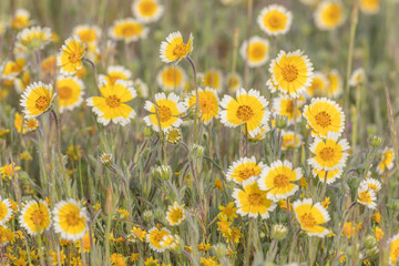 Field of tidy tips, California, Shell Creek.