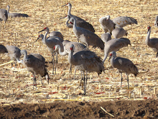 Sandhill cranes at the Bosque de Apache National Wildlife Refuge.