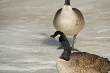 Close up of Canada Goose (branta canadensis)