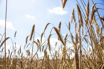 Wheat field. Rye. Golden ears of rye against the light sky.
