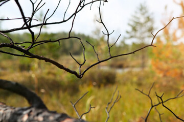 A branch of a pine tree, burnt after a forest fire.