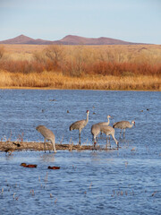 Sandhill cranes at the Bosque de Apache National Wildlife Refuge.