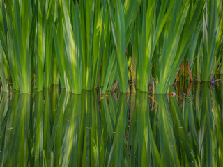 USA, Washington State, Bainbridge Island. Cattails on pond in spring.