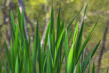 USA, Washington State, Bainbridge Island. Cattails on pond in spring.