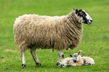 Swaledale mule sheep with her newborn twin lambs in Springtime, stood in green meadow. Both lambs are sleeping. Concept: a mother's love.  Landscape, Horizontal. Space for copy. Yorkshire Dales.  UK