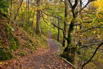 forest trail with peak autumn foliage  in Lake District , England