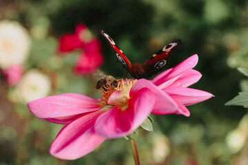 butterfly on flower
