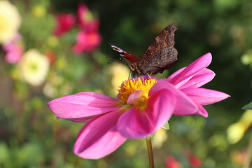butterfly on flower