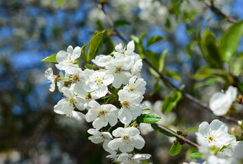 A branch of a cherry tree covered with blooming white tiny cherry flowers. Delicate blossom flowers of a fruit tree in spring.