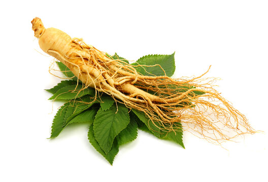 Fresh ginseng slices on white background.