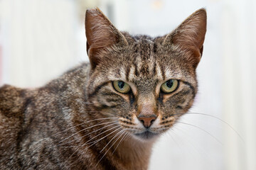 Gatto europeo tigrato marrone