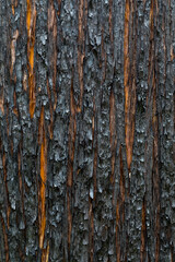 Burnt cedar bark, Washington State, North Cascades National Park