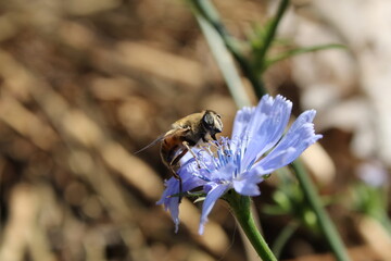 bee on a flower