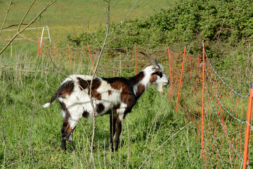 A billy goat stands in the grass on the pasture by the fence