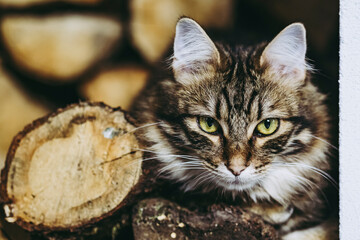 Chat Tigre En Train De Bailler Wall Mural Wallpaper Murals Picsart