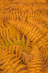 USA, Washington State, Seabeck. Bracken ferns in autumn.