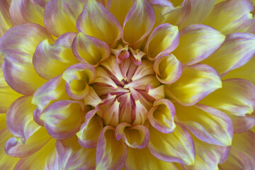 USA, Washington State, Seabeck. Dahlia blossom close-up.