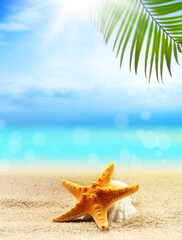 Fototapeta na wymiar seashells and palm on the sandy beach. summer concept.