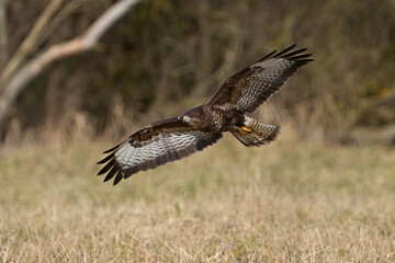 Common buzzard (Buteo buteo)
