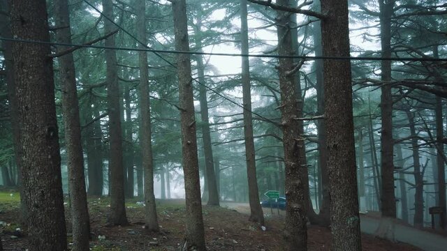 Close-up view of Cedrus trees in foggy weather, in atlas mountains - chrea national park