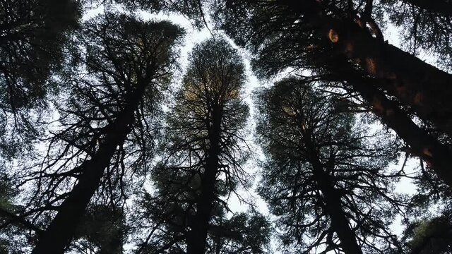 cedar trees view from below, in algeria - chrea