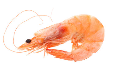 shrimps on white background