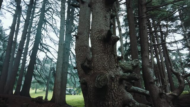 Forest full of cedrus (cedar) trees and green grass , winter season ,in CHREA national park - algeria .