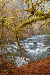 Fototapeta premium USA, Washington State, Olympic National Forest. River and moss-covered trees.