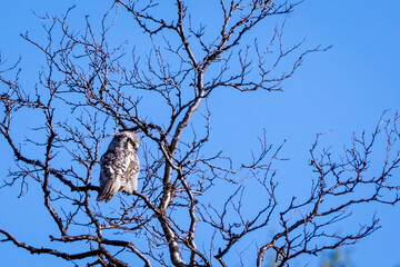 Norwegen - Sperbereule - Surnia ulula