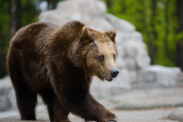 Obraz premium The brown bear is coming. Ursus arktos