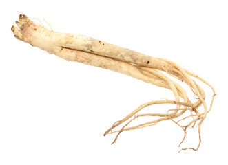 Root of Korean Bellflower (Platycodon grandiflorus) commonly known as Doraji isolated on white...