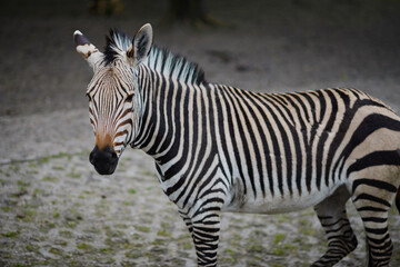 Zebra stands and looks into the frame