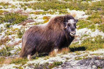 Fototapeta premium Moschusochse - Ovibos moschatus - im Spätsommer - Norwegen - Dovrefjell-Sunndalsfjella-Nationalpark
